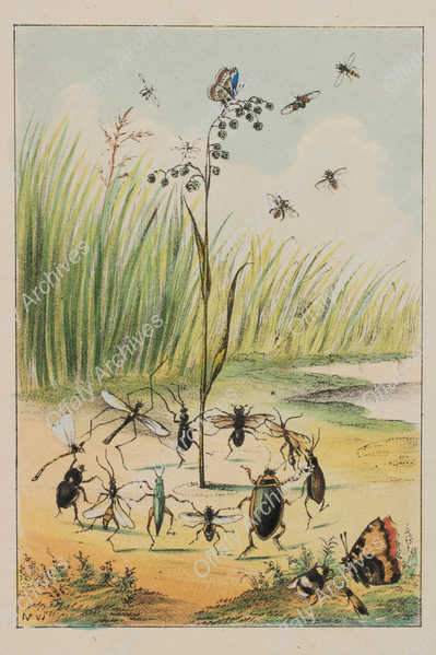 Mary Ward Entymology in Sport Insect Maypole reduced